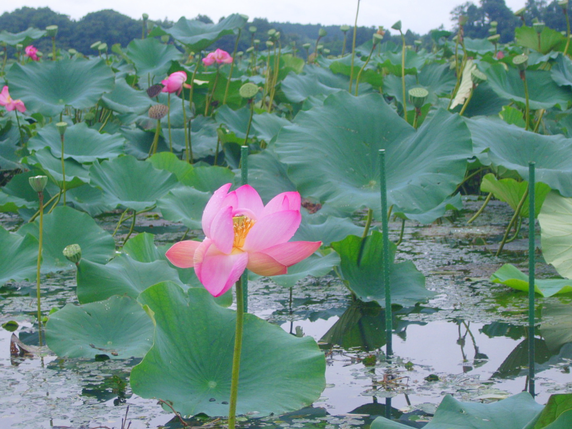 伊豆沼の生態系保全のための研究