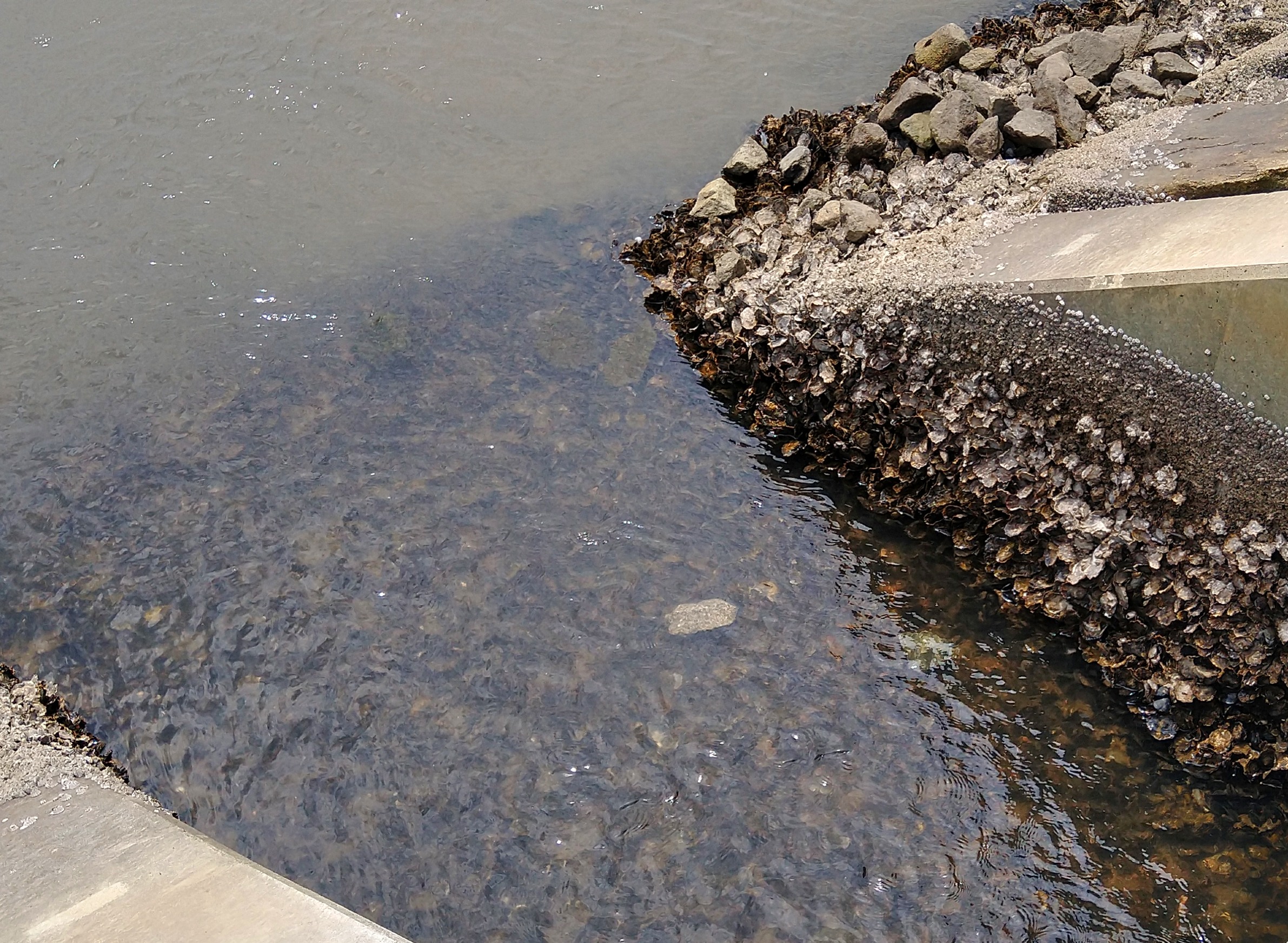 付着生物問題をいかに軽減するか – 環境生態工学研究室 ― Ecological Engineering Laboratory