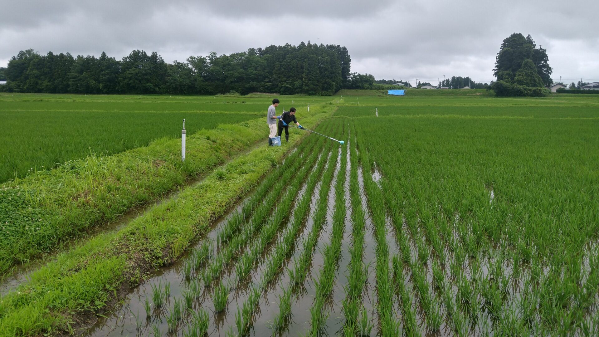 水田農業における環境保全型施業の効果